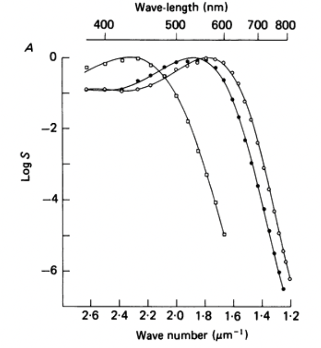 Cone spectral sensitivity